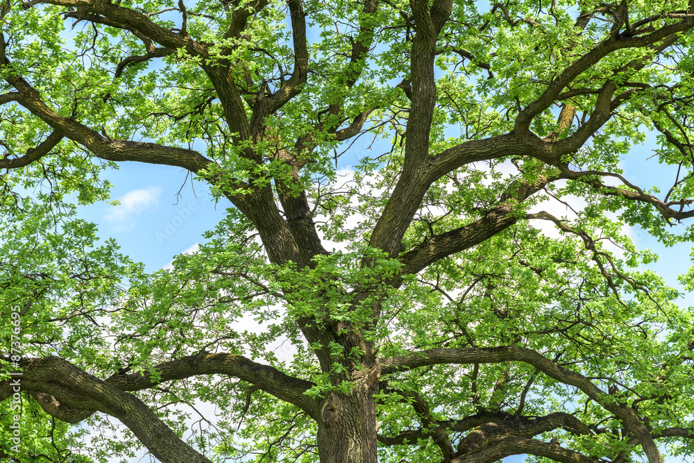 Green Tree Branches In Wood Forest Green Tree Branches In Wood Forest