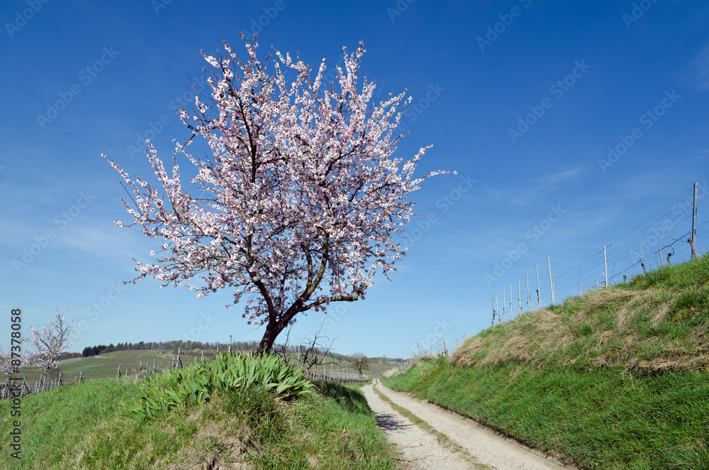 Obstblüte am Kaiserstuhl