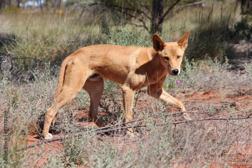 dingo, australia