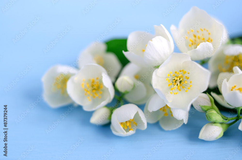 A branch of jasmine on light blue background A branch of jasmine on light blue background