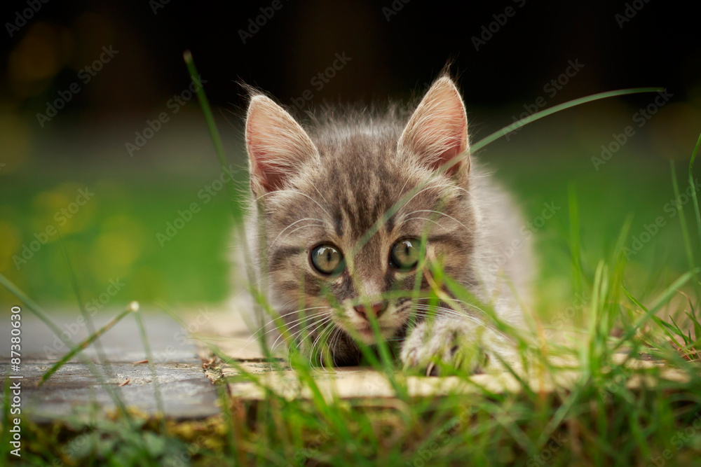 Kitten in Blumenwiese

