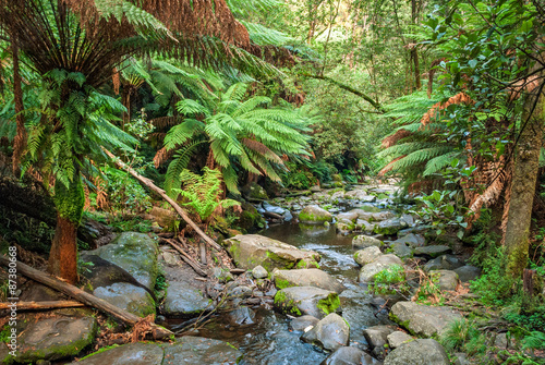 Creek in Maits Rest Rainforest Walk, Apollo Bay, Australia