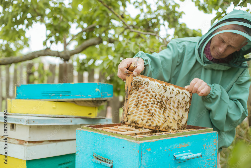 apiary beekeeper inspects apiary beekeeper inspects