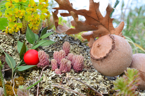 Fruits of volcanic soil photo