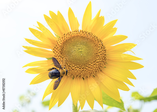 Bee on Sunflower © kojihirano
