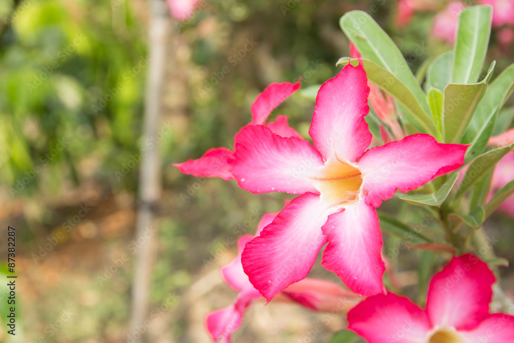 Adenium obesum (Desert Rose; Impala Lily; Mock Azalea) Adenium obesum (Desert Rose; Impala Lily; Mock Azalea)