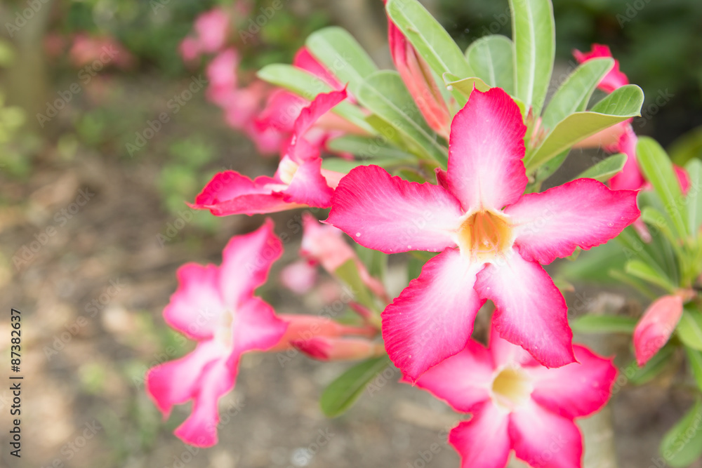 Adenium obesum (Desert Rose; Impala Lily; Mock Azalea) Adenium obesum (Desert Rose; Impala Lily; Mock Azalea)