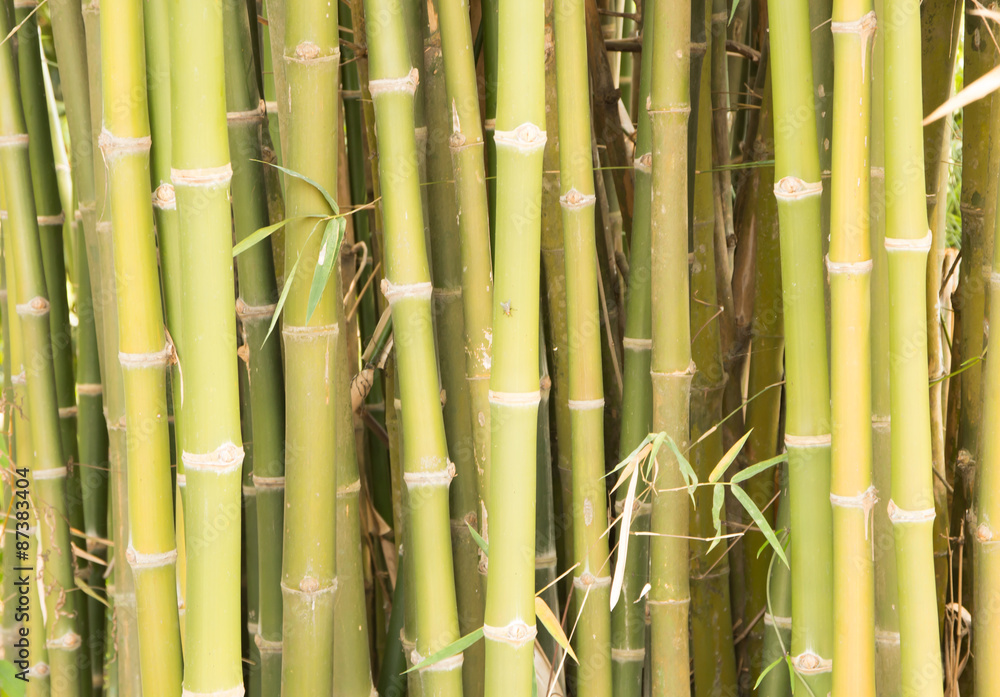 Fototapeta premium green bamboo fence background