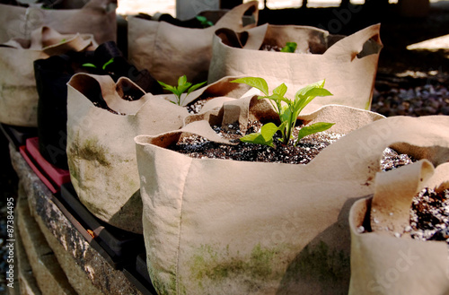 Seedling Growing in a Grow Bag