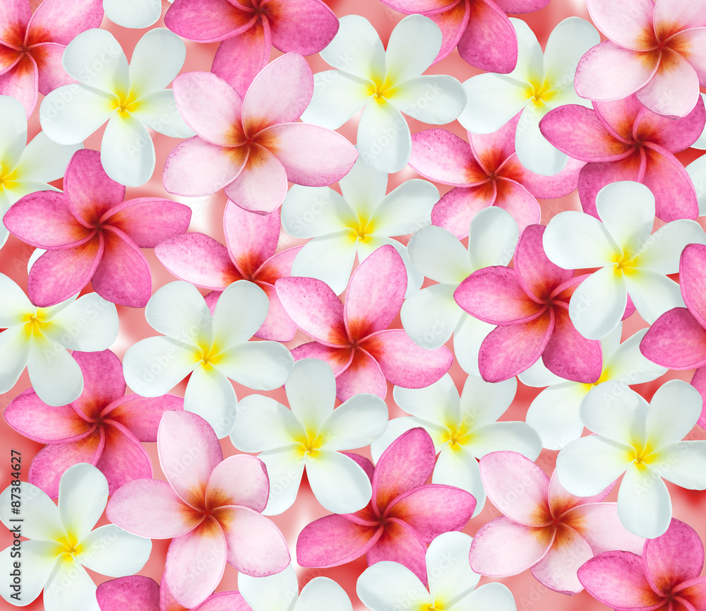 Tropical flowers frangipani (plumeria) Tropical flowers frangipani (plumeria)