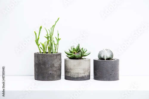 Three succulents or cactus in concrete pots over white backgroun photo