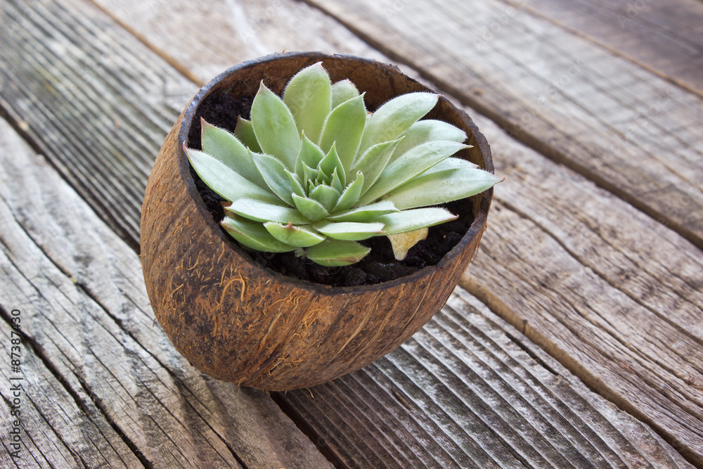 Houseleek plant (sempervivum) in coconut pot wooden background Houseleek plant (sempervivum) in coconut pot wooden background