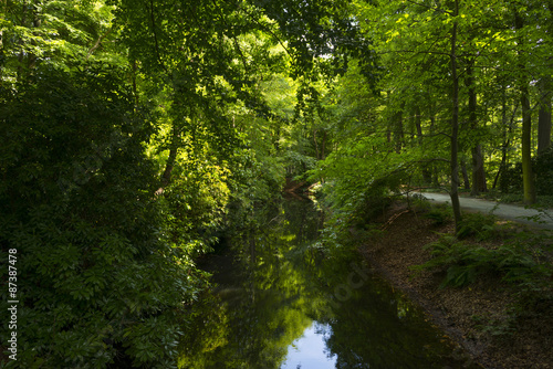 Stream through a forest in summer