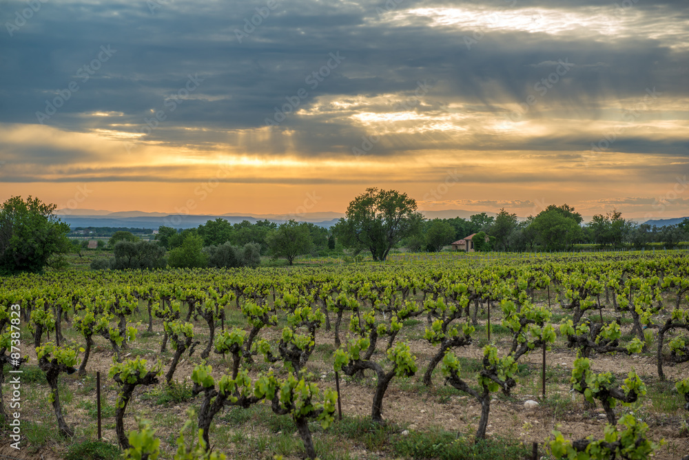 Naklejka premium Vineyard in the provence during sunset