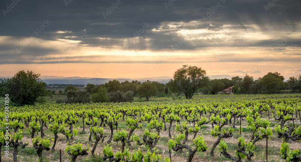 Vineyard in the provence during sunset Vineyard in the provence during sunset