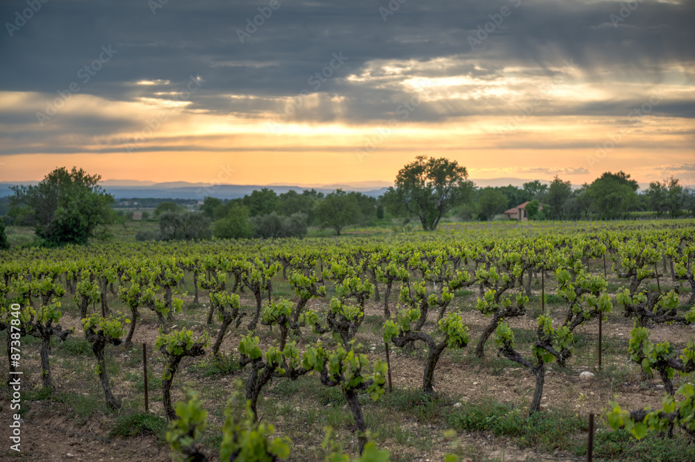 Vineyard in the provence during sunset
