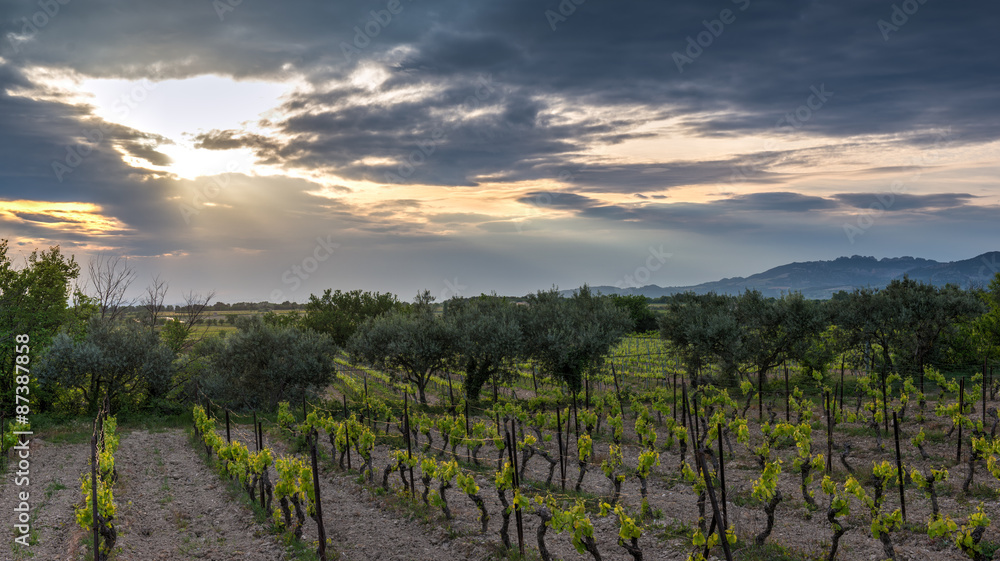 Vineyard in the provence during sunset