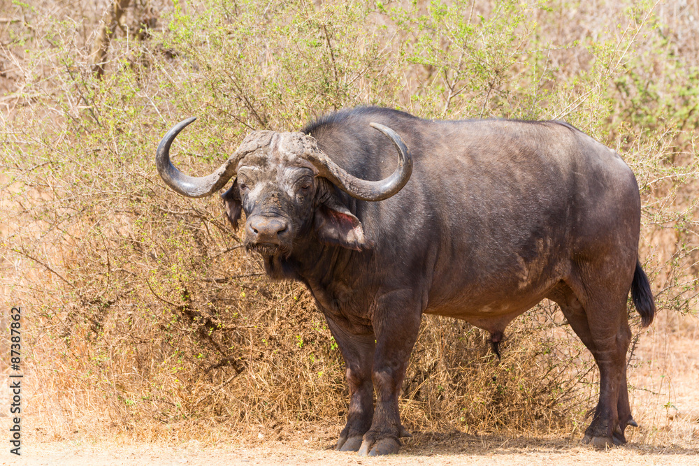 Lone Buffalo Bull