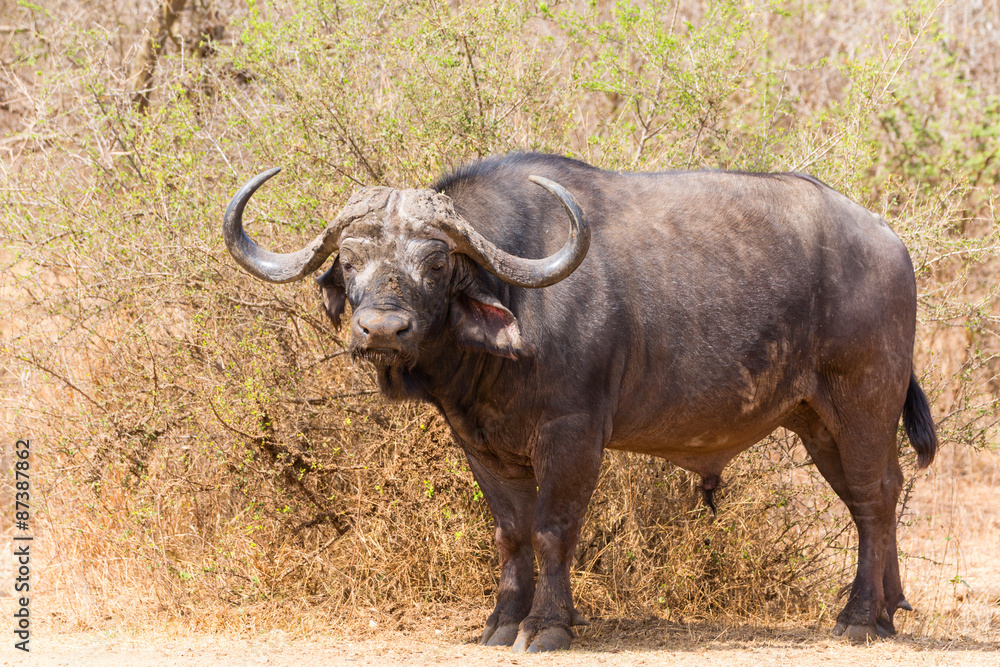Lone Buffalo Bull Lone Buffalo Bull