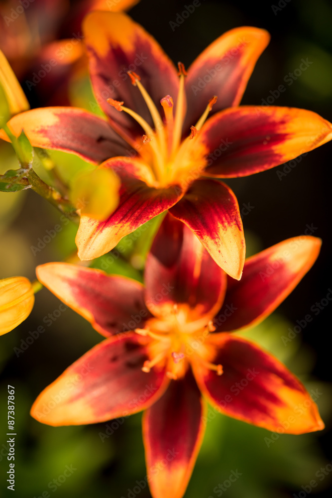 Fototapeta premium Orange and red lily on a green background, selective focus