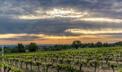 Vineyard in the provence during sunset