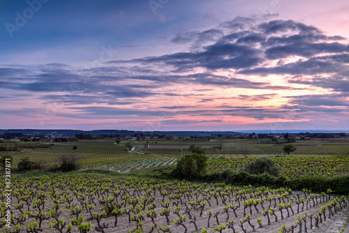 Vineyard in the provence during sunset