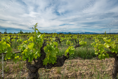 Stand alone house in the middle of vineyard, France