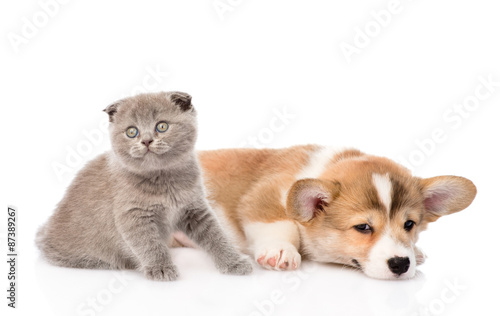 cat and dog together. isolated on white background