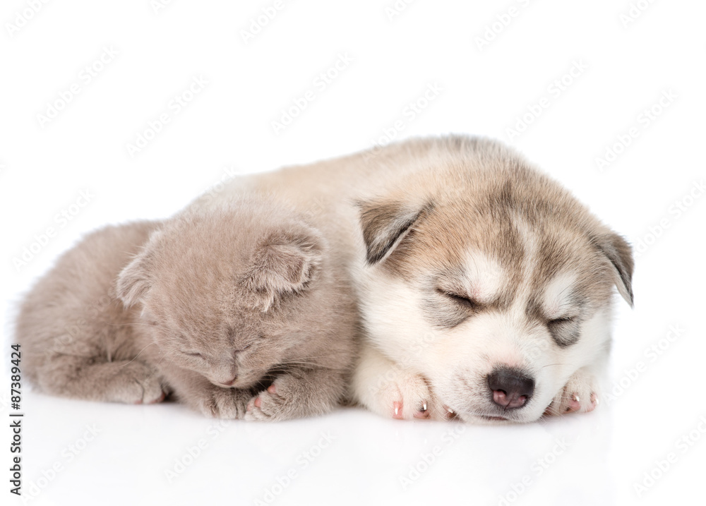 scottish kitten and Siberian Husky puppy sleeping together. isol scottish kitten and Siberian Husky puppy sleeping together. isol