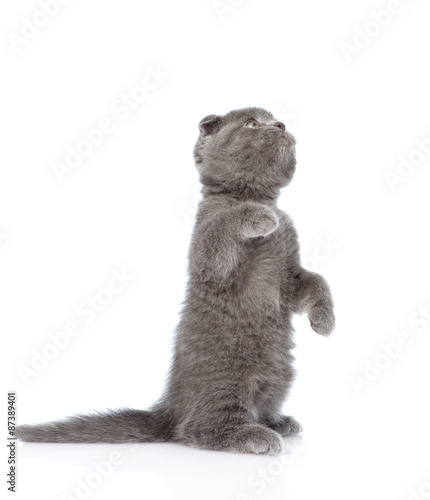 playful scottish shorthair kitten standing on hind legs. isolate