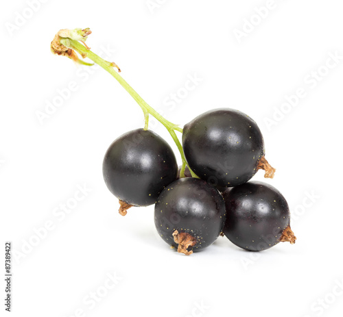 Berries of black currant