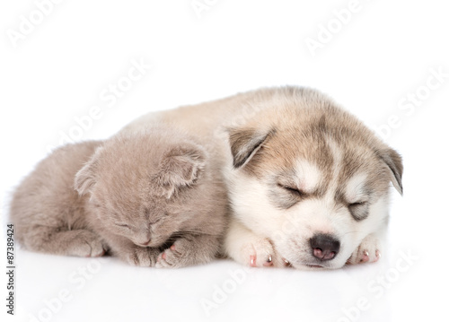 Fototapeta Naklejka Na Ścianę i Meble -  scottish kitten and Siberian Husky puppy sleeping together. isol