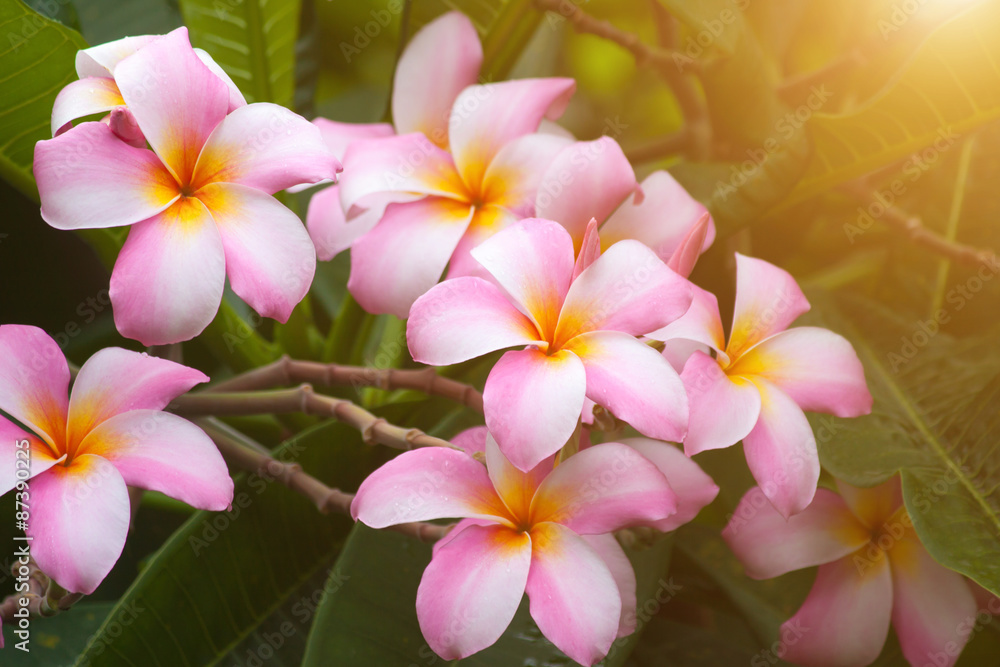 Plumeria flower Plumeria flower