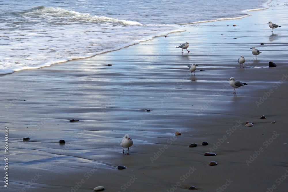 Fototapeta premium Seagulls on the sand on the beach