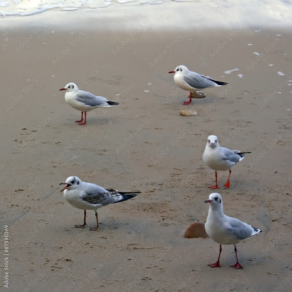 Fototapeta premium Seagulls on the sand