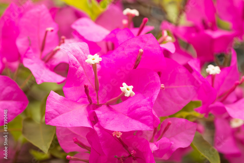 bougainvillea flowers in forest © sarayuth3390