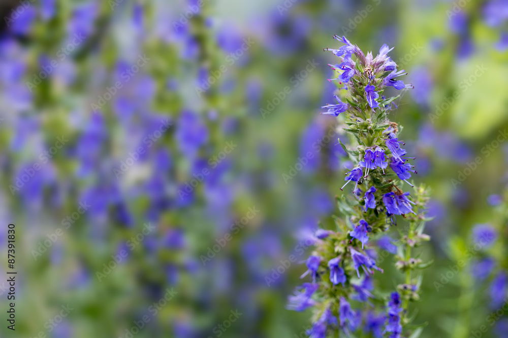 Obraz premium Hyssop flowers in the herb garden, blurred background