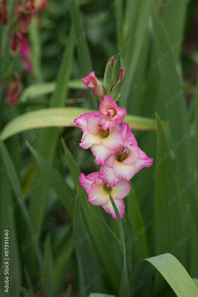 pink gladiolus flower on a green backround - Stock image pink gladiolus flower on a green backround - Stock image
