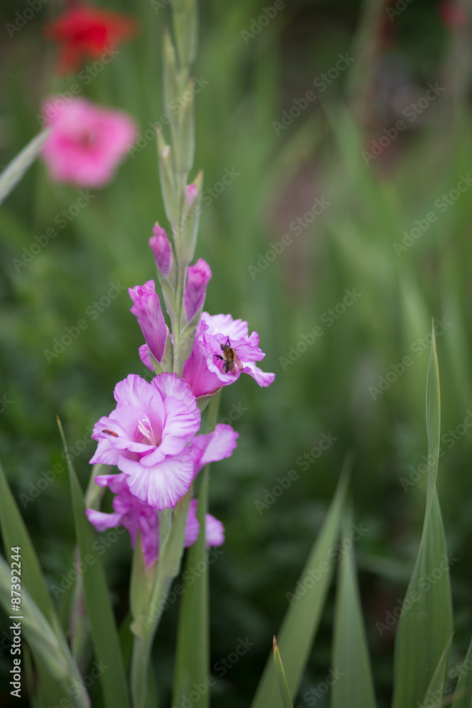 pink gladiolus flower on a green backround - Stock image pink gladiolus flower on a green backround - Stock image