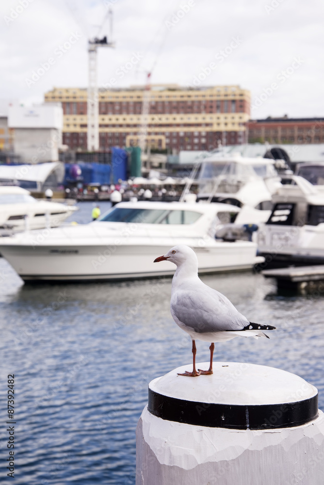 Naklejka premium Seagull in the harbour