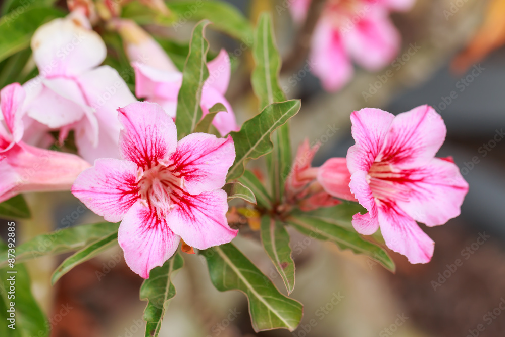 Fototapeta premium Impala Lily, Desert Rose, Mock Azalea, Pinkbignonia, Adenium flo