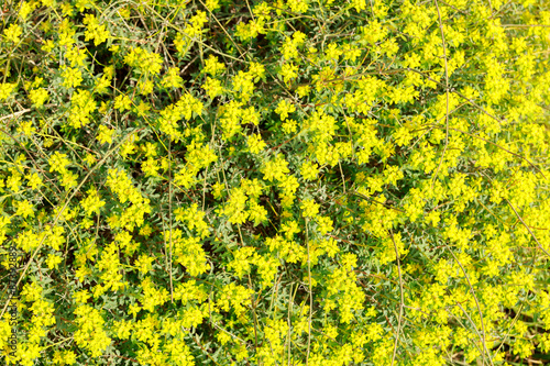 Small bright yellow flowers background