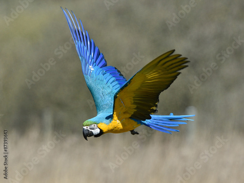 Blue and yellow Macaw (Ara ararauna) #87393643