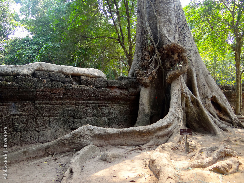 Angkor Vat et le Ta Prohm envahit par la végétation