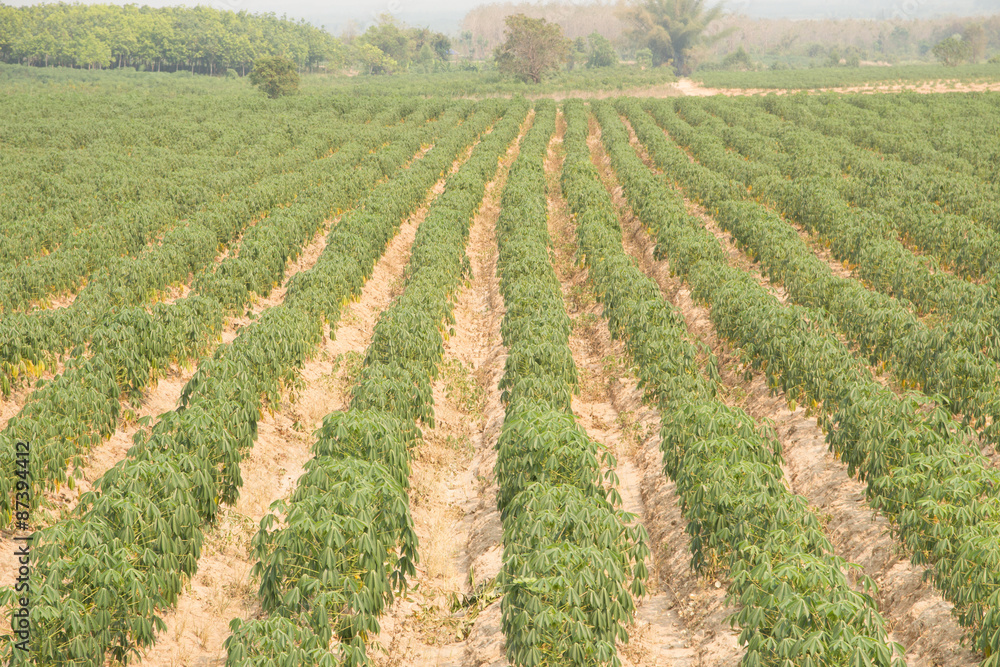 Cassava farmland agriculture