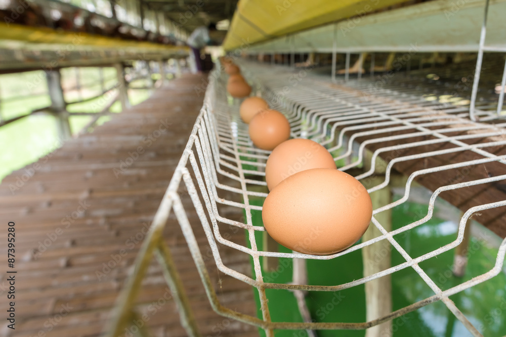 eggs in the farm