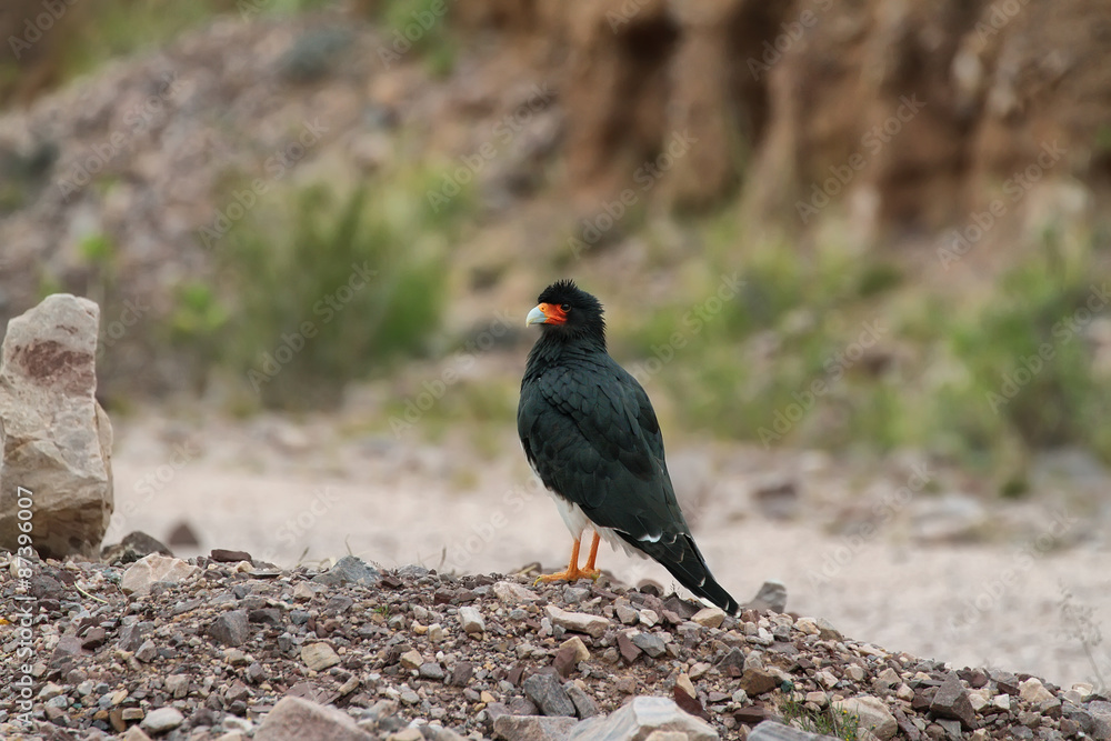 Northern-crested mountain caracara (Phalcoboenus megalopterus) Northern-crested mountain caracara (Phalcoboenus megalopterus)