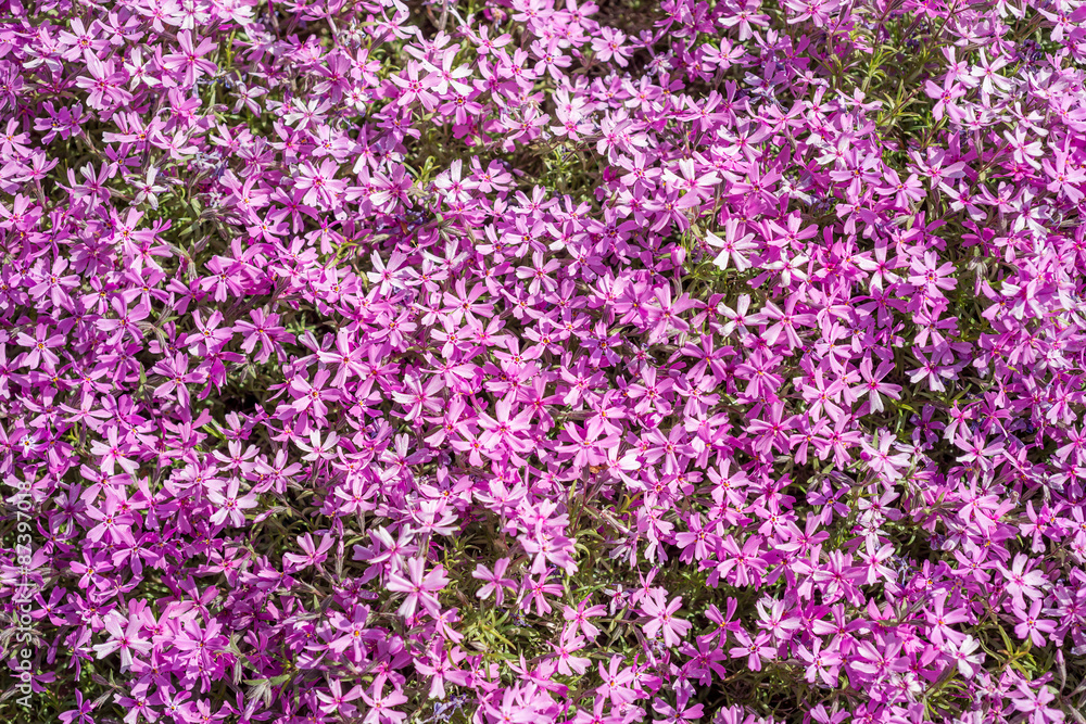 Flowers Phlox subulata