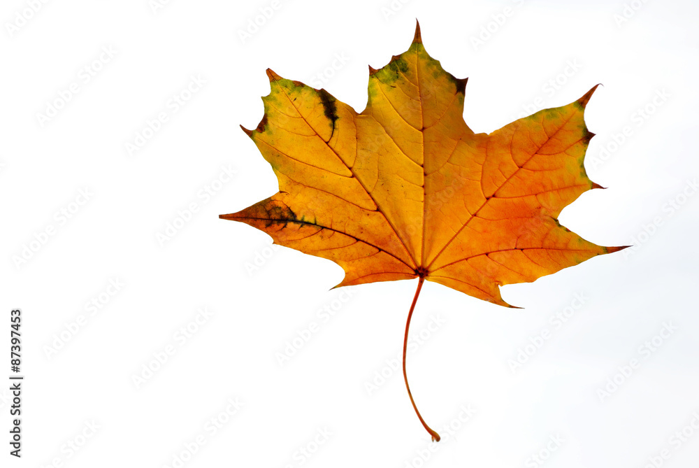 Yellow and orange maple leaf on a white background closeup Yellow and orange maple leaf on a white background closeup