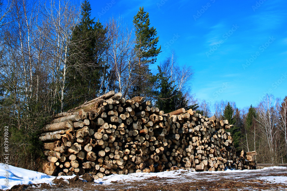 Harvesting timber logs in a forest